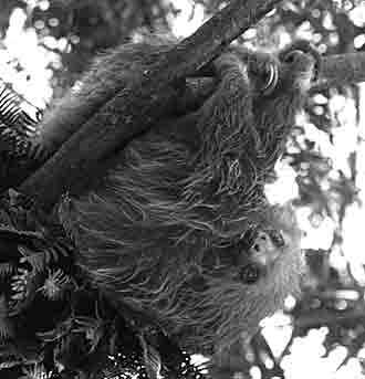 In Costa Rica, a two-toed sloth hangs lazily in a tree.